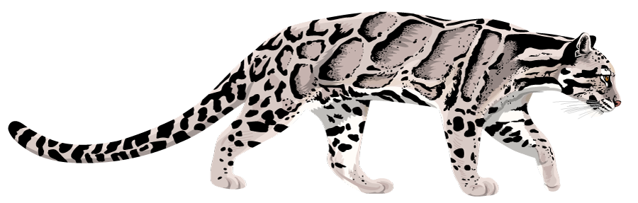 International Clouded Leopard Day! by silvercrossfox on DeviantArt