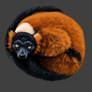 Red Ruffed Lemur (Day 59)