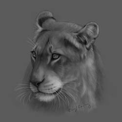 Lioness