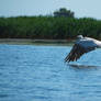 Pelican hovering over the water