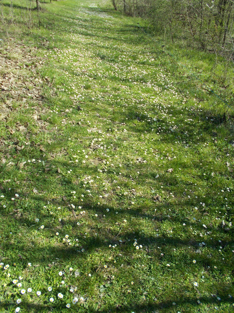 Daisy Path by RavenDeer84 on DeviantArt