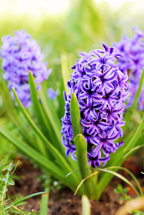 violet flowers