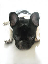 Actarus My French Bulldog