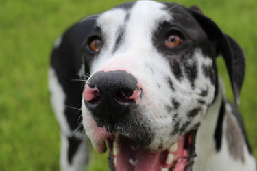 Scooby the Great Dane