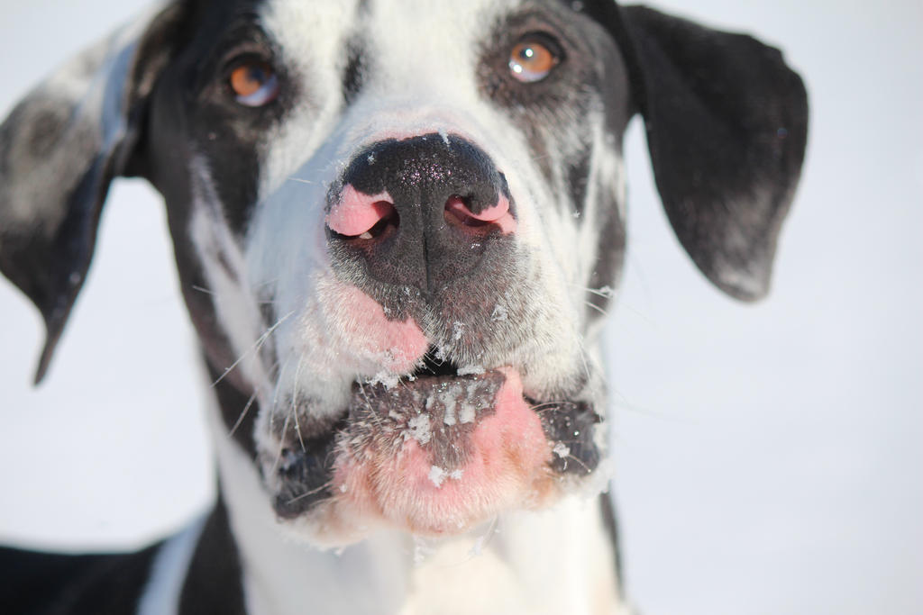 Great Dane in the Snow