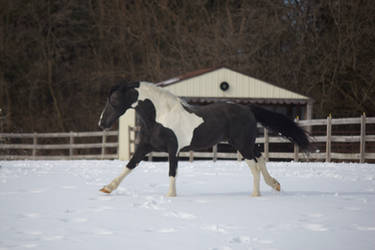 Friesian Spotted Saddlebred Stallion Horse Stock