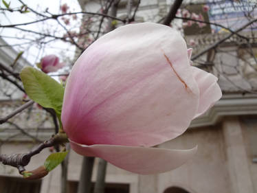 Flower of a Tulip Tree - 2015