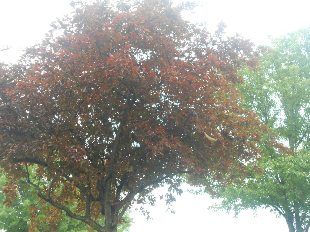 Multilit Tree Multi Trees by OtakuGirl1013 on DeviantArt