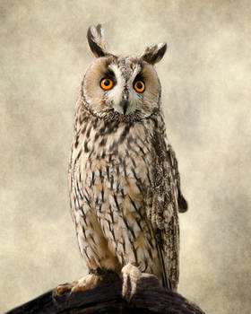 Long Eared Owl 2
