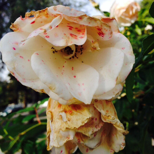 Botrytis RoseS by AriaAmityLilt on DeviantArt