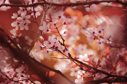 CHERRY BLOSSOM