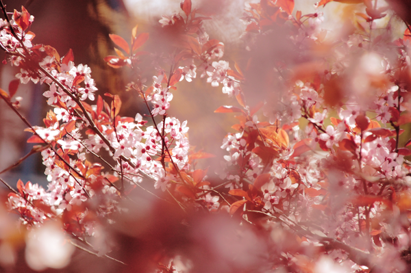 CHERRY BLOSSOM III