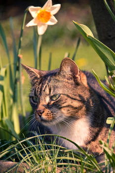 Hippie Cat