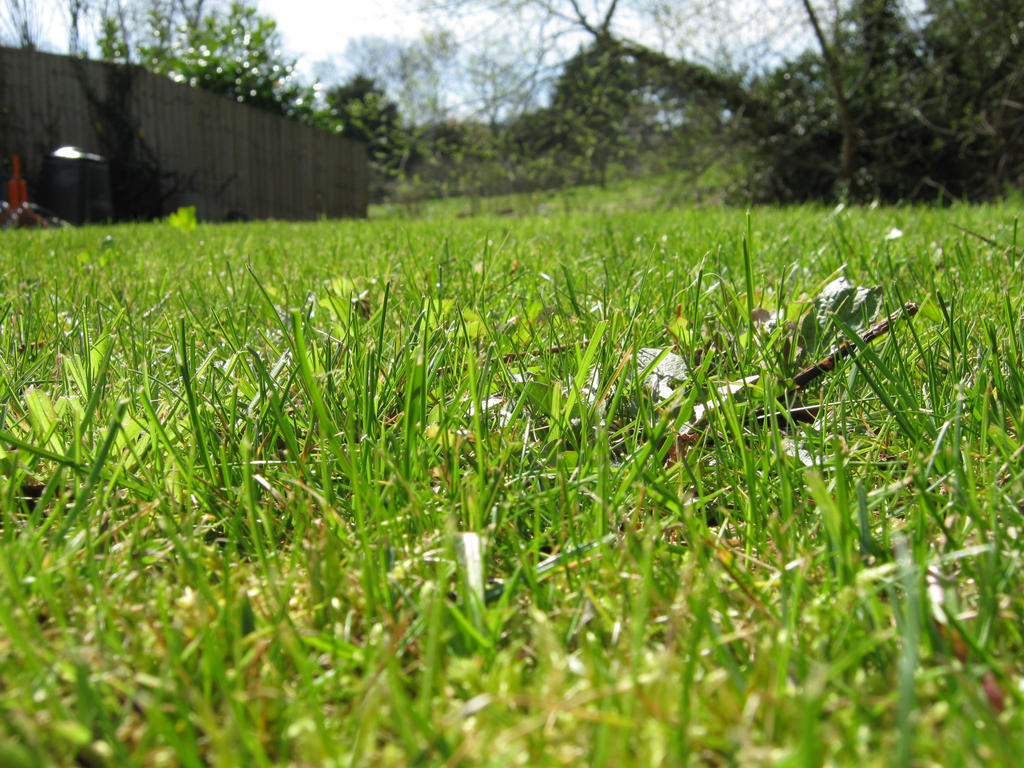 Garden Grass