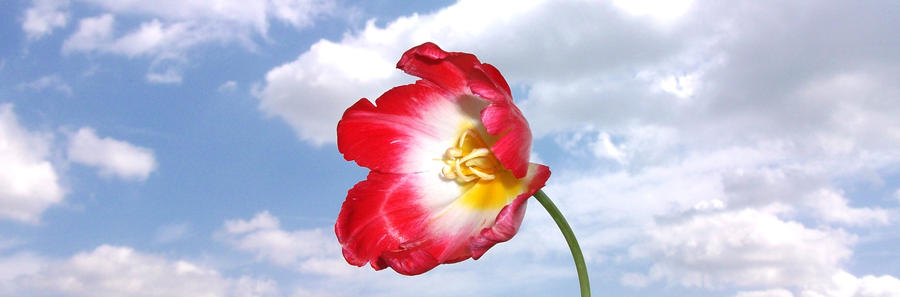 Tulip in clouds-3