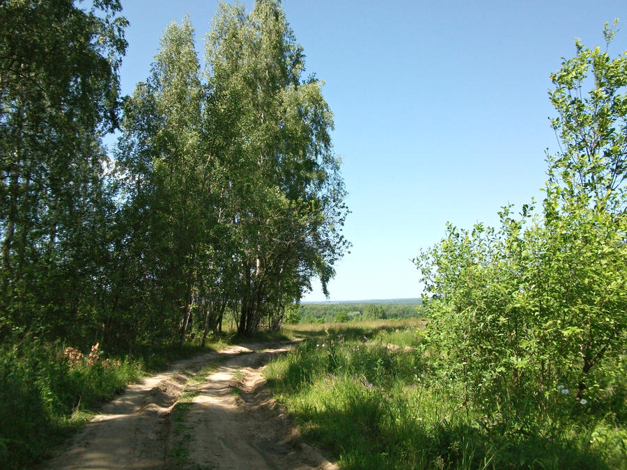 Forest road - 1