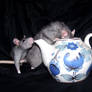 Rats and tea 01