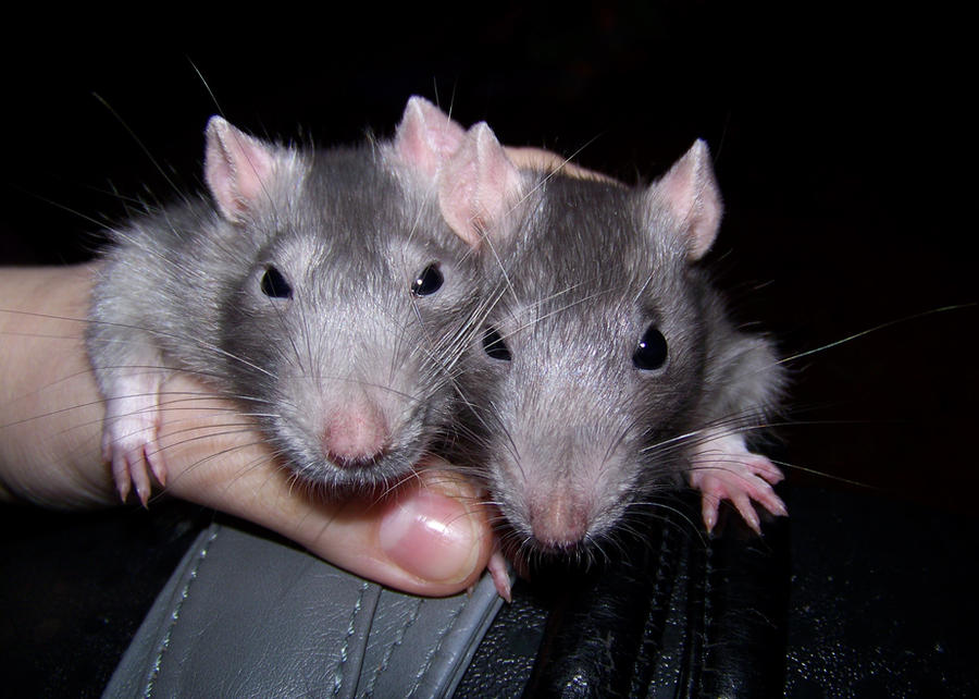 Blue Black Rats My blue rats by Villainess-Vi on DeviantArt