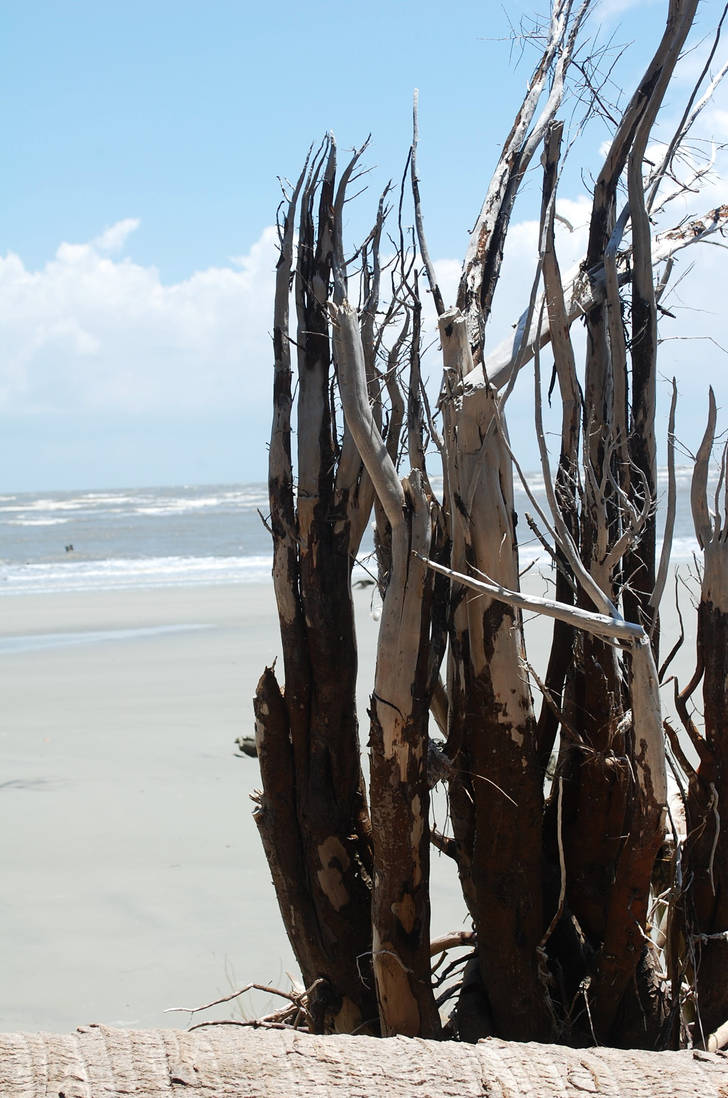 Roots by Kimber-K on DeviantArt