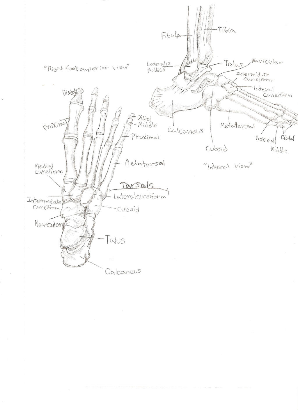 Tarsals Metatarsals Phalanges by Koy32001 on DeviantArt
