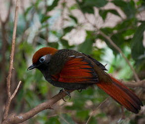 Red-Tailed Laughing Thrush by KateJones92