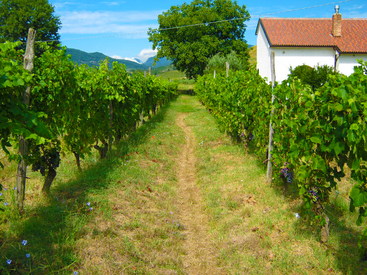 Vineyard