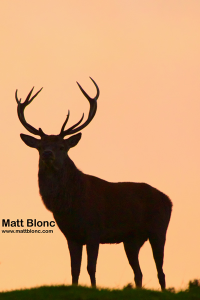 Stag watching me at sunset