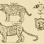 Jaguar Leopard comparison