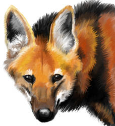 Maned wolf