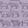 larger cat body types