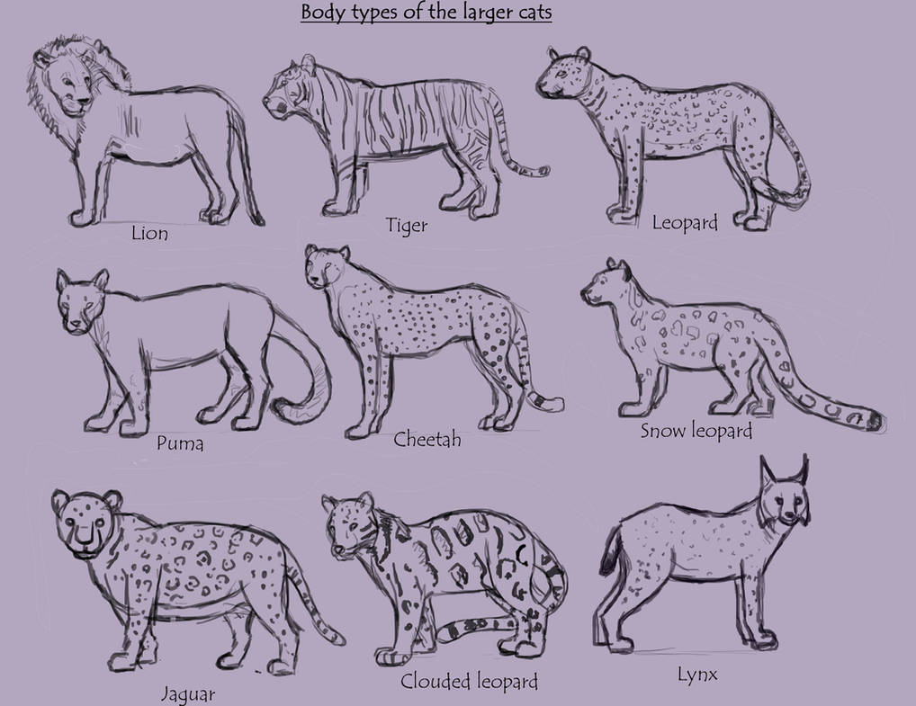 larger cat body types by Tianithen on DeviantArt