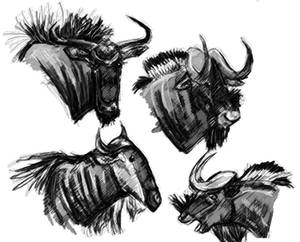 Wildebeest Copy