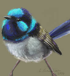 Fairy wren