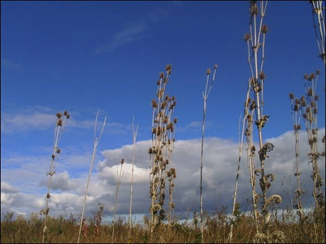 Fields of Gold