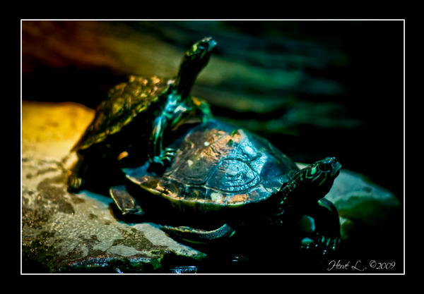 Turtle March Deviantart Three Rocks Turtles by DeviantDrax on DeviantArt