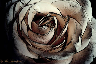 Rose 2