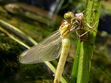 dragonfly emerging from nymph 1