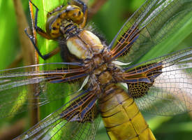 Dragonfly broadback chaser
