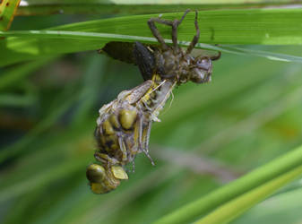 Birth of a Dragonfly