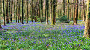 Bluebells Angmering