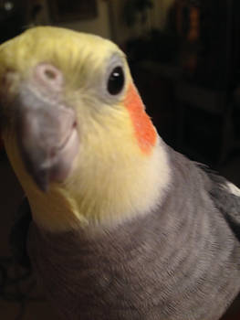 Burb