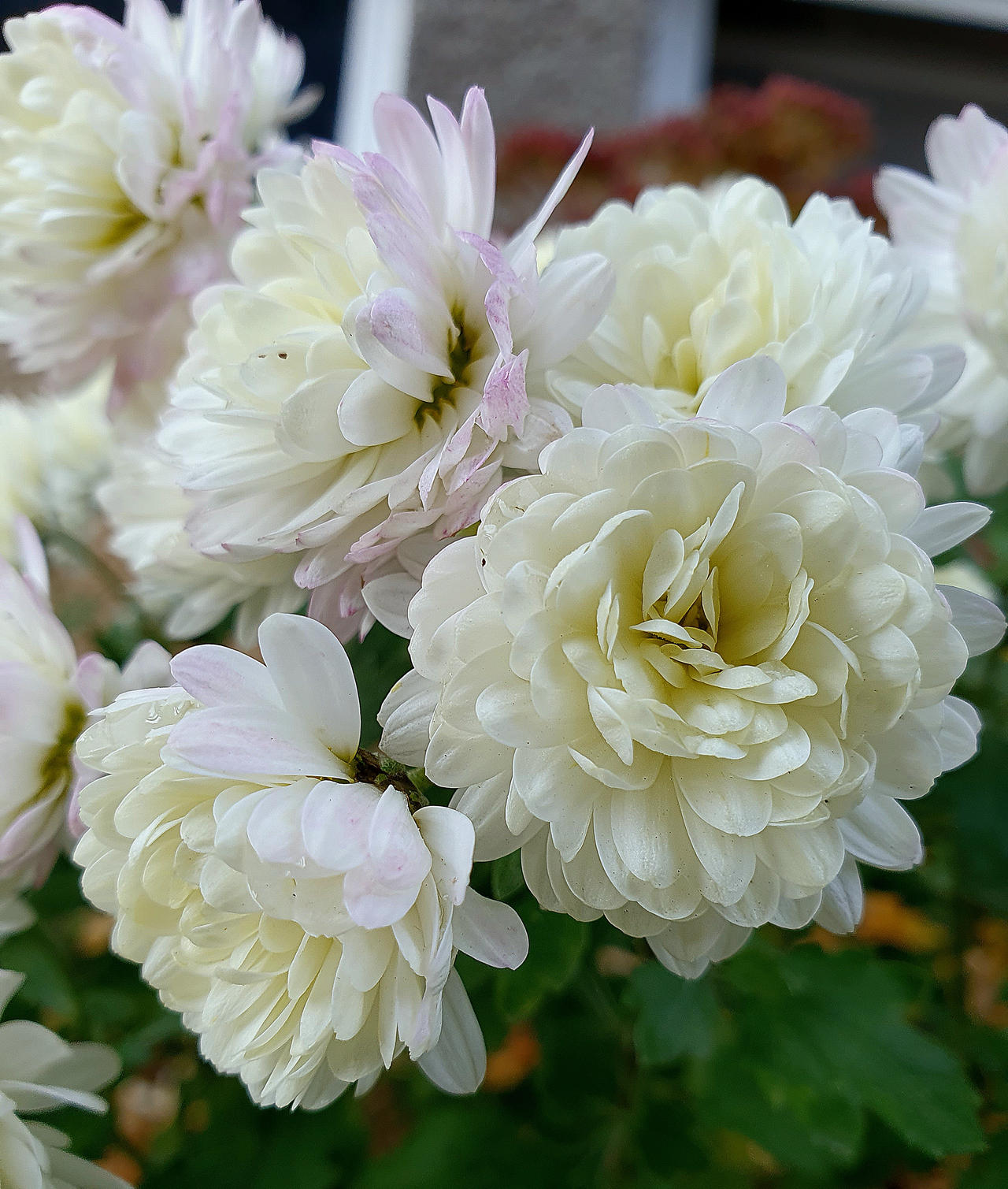 Garden Flora