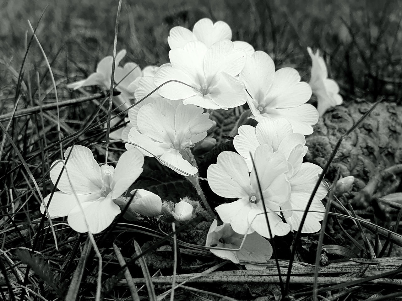 SilentBW 329.