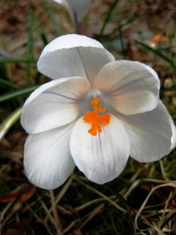 Single Wildflower By Hintingthoughts On DeviantArt single-wildflower-by-hintingthoughts-on-deviantart