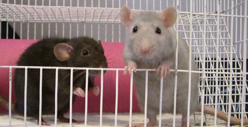 Ratties