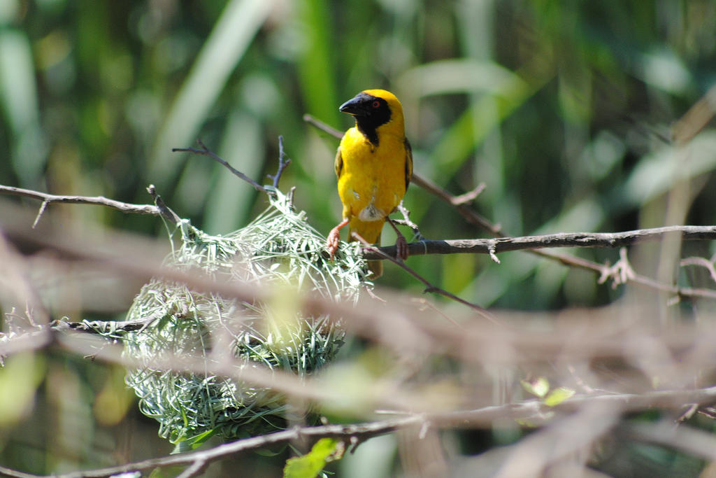 Masked Weaver