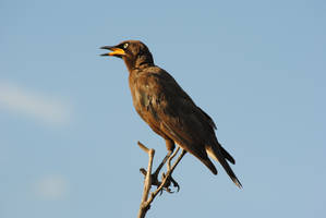 Pied Starling