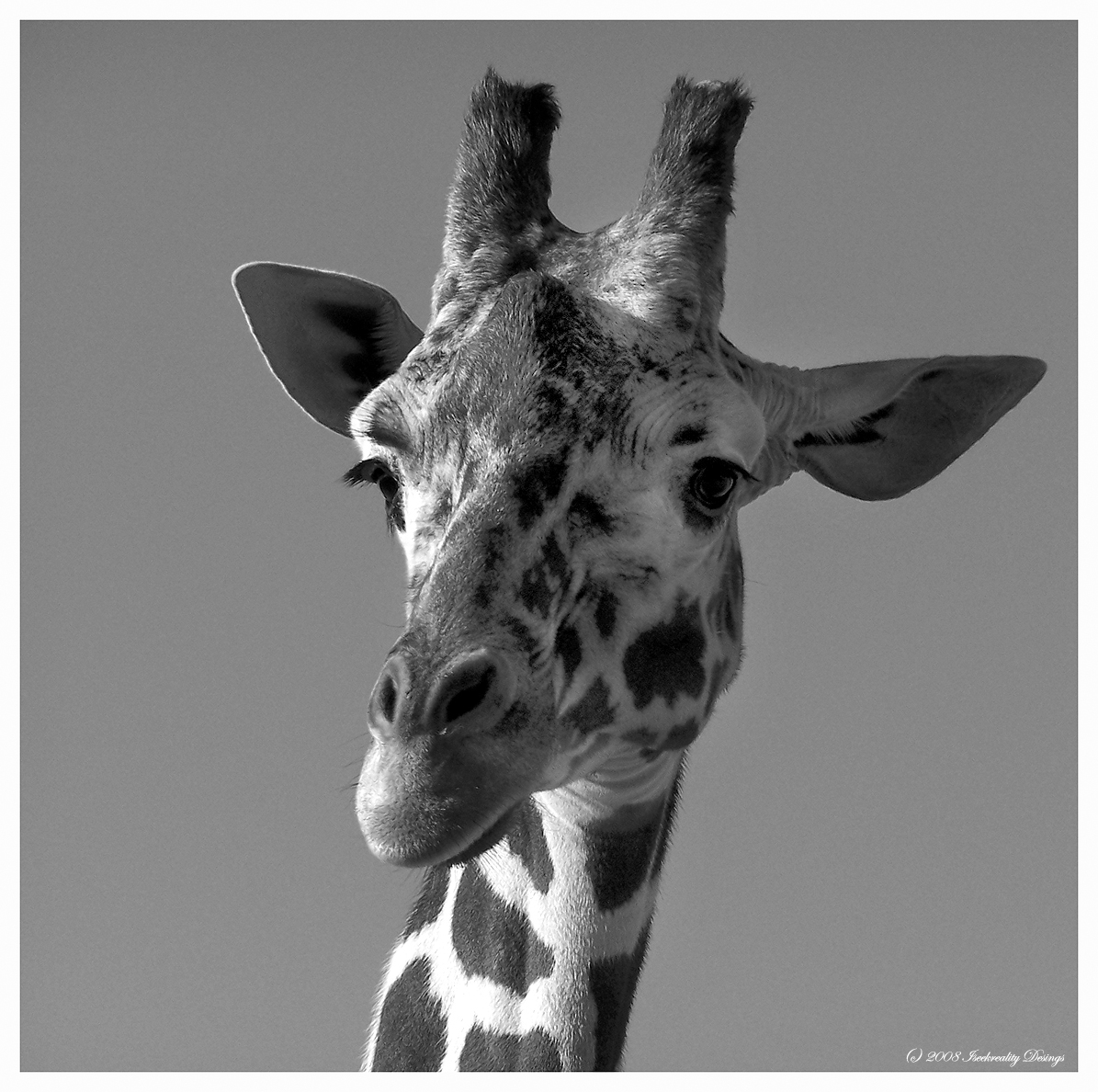 Giraffe Reworked