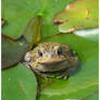 In the lily pads