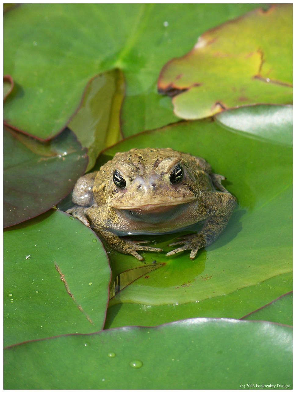 In the lily pads